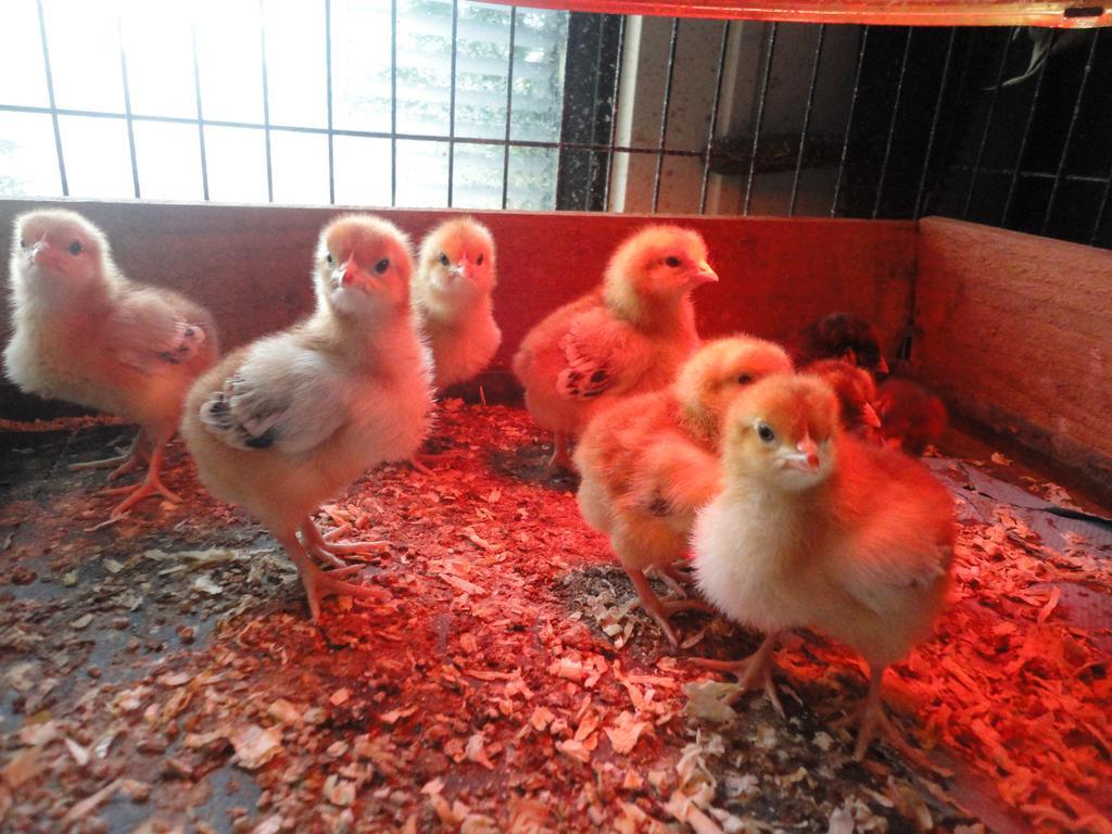 Willow Court Farm Studio South & Petting Farm, 8 Mins From Legoland & Windsor, 15 Mins From Lapland Uk Extérieur photo