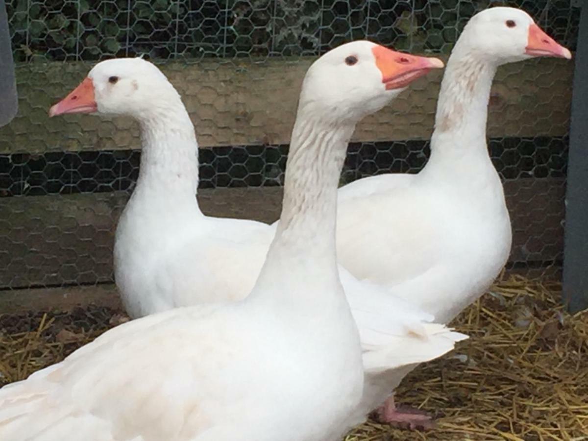 Willow Court Farm Studio South & Petting Farm, 8 Mins From Legoland & Windsor, 15 Mins From Lapland Uk Extérieur photo