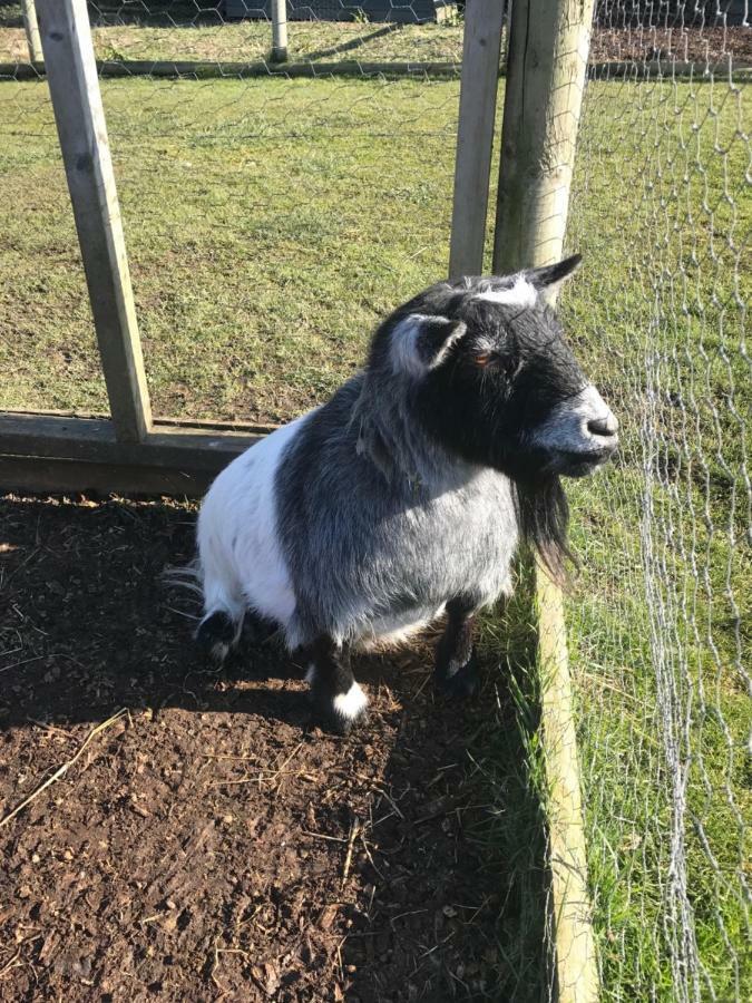 Willow Court Farm Studio South & Petting Farm, 8 Mins From Legoland & Windsor, 15 Mins From Lapland Uk Extérieur photo