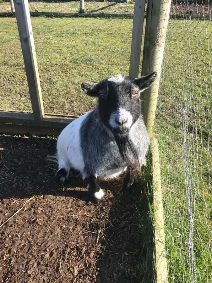 Willow Court Farm Studio South & Petting Farm, 8 Mins From Legoland & Windsor, 15 Mins From Lapland Uk Extérieur photo